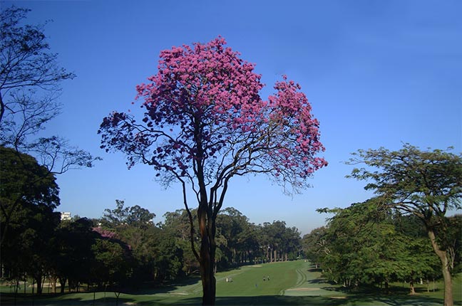 Inscreva-se já para o Torneio ABGS do São Paulo Golf Club – Taça Eduardo Chapuis